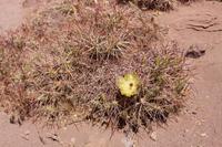 Blühender Kaktus in der Atacama-Wüste