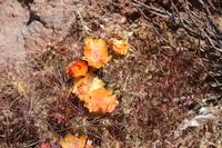 Blühender Kaktus in der Atacama-Wüste