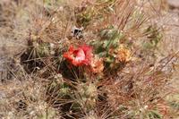 Blühender Kaktus in der Atacama-Wüste