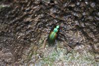 Käfer an den Ojos de Caburga