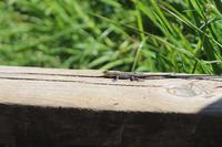 Eidechse bei der Isla Gabriela