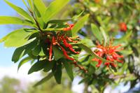 Blütenpracht bei der Isla Gabriela