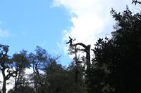 Wanderung im Huilo Huilo Reservat