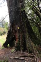 Wanderung im Huilo Huilo Reservat