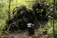 Mapuche-Figuren im Huilo Huilo Reservat