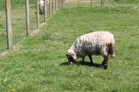 Gartenanlage des Restaurants Vogelscheuche