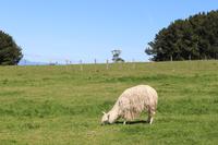 Gartenanlage des Restaurants Vogelscheuche