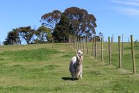 Gartenanlage des Restaurants Vogelscheuche