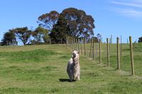 Gartenanlage des Restaurants Vogelscheuche