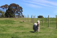 Gartenanlage des Restaurants Vogelscheuche