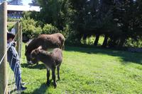 Gartenanlage des Restaurants Vogelscheuche