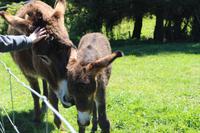 Gartenanlage des Restaurants Vogelscheuche