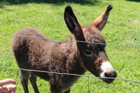 Gartenanlage des Restaurants Vogelscheuche