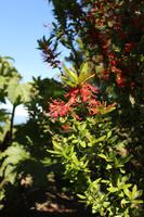 Gartenanlage des Restaurants Vogelscheuche