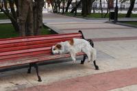 Plaza de Armas in Punta Arenas