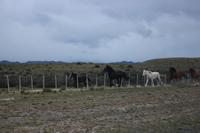 Pferde im Torres del Paine