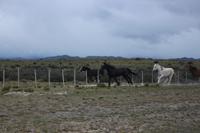 Pferde im Torres del Paine