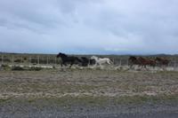 Pferde im Torres del Paine