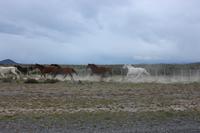 Pferde im Torres del Paine