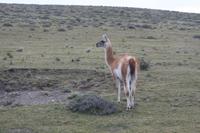 Guanako im Torres del Paine