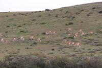 Guanakos im Torres del Paine