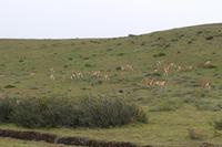 Guanakos im Torres del Paine