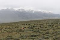 Guanako im Torres del Paine