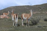 Guanako im Torres del Paine