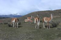 Guanako im Torres del Paine