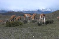 Guanako im Torres del Paine