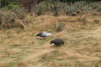 Magellangänse im Feuerland Nationalpark