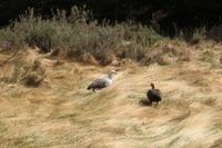 Magellangänse im Feuerland Nationalpark