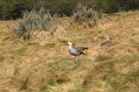 Magellangänse im Feuerland Nationalpark