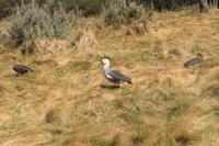 Magellangänse im Feuerland Nationalpark