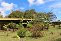 Steinbruch Rano Raraku