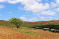 Steinbruch Rano Raraku