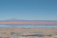 Flamingos am Salzsee