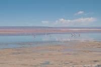 Flamingos am Salzsee