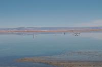 Flamingos am Salzsee