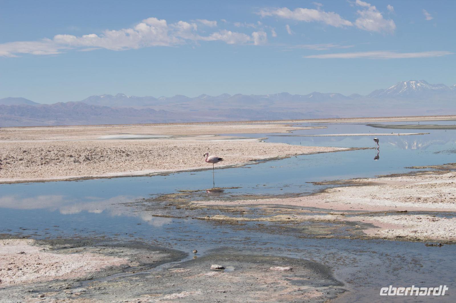 Flamingos am Salzsee