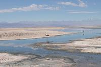 Flamingos am Salzsee