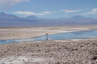 Flamingos am Salzsee