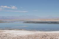 Flamingos am Salzsee