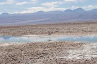 Flamingos am Salzsee