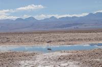 Flamingos am Salzsee