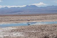 Flamingos am Salzsee