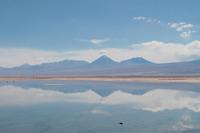 Flamingos am Salzsee
