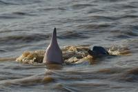 Flußdelphin
