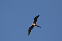 fregattvogel