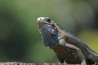 Iles du salut Grüner Leguan